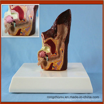 Desk Type Model Dog Ear Model Canine Organs Model